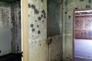 Mold Assessment and Remediation