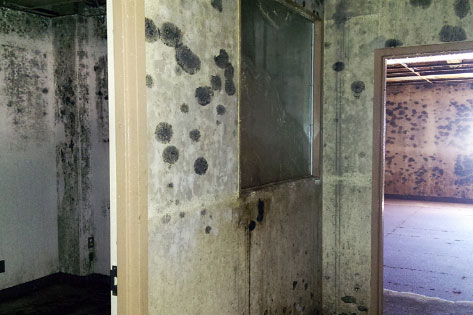 Mold Assessment and Remediation