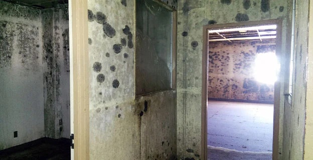 Mold Assessment and Remediation